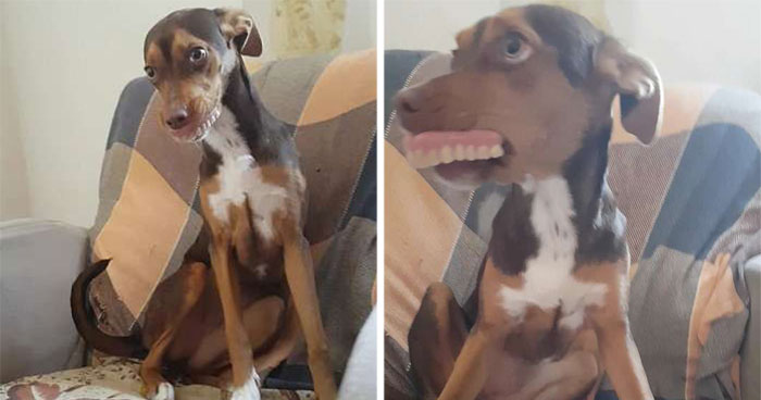 Family Spends Hours Looking For Grandma‘s Lost Dentures Only To Find Them In Their Dog’s Mouth