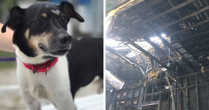 Hero Dog Sacrifices Himself To Save His Entire Family From Fire | Bored ...