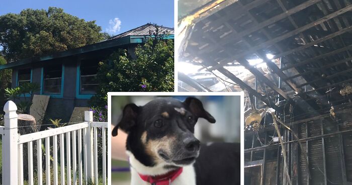 Hero Dog Sacrifices Himself To Save His Entire Family From Fire | Bored ...