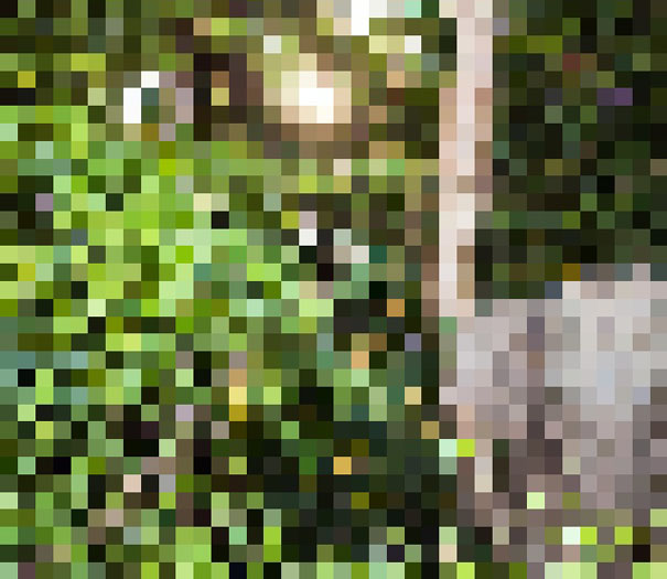 These 22 Pics Are Composed Of As Many Pixels As There Are Animals Still Alive In These Species