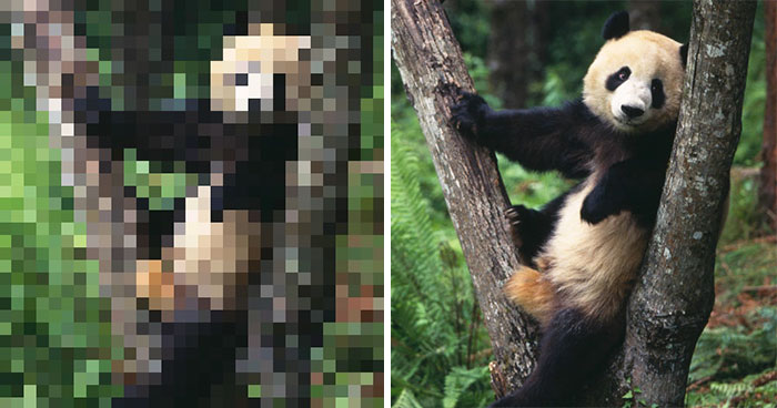 These 22 Pics Are Composed Of As Many Pixels As There Are Animals Still Alive In These Species