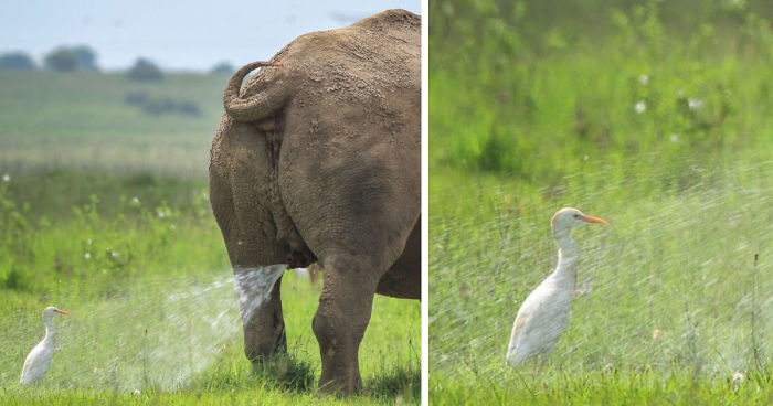 39 Of The Funniest Entries From The 2019 Comedy Wildlife Photography Awards  | Bored Panda