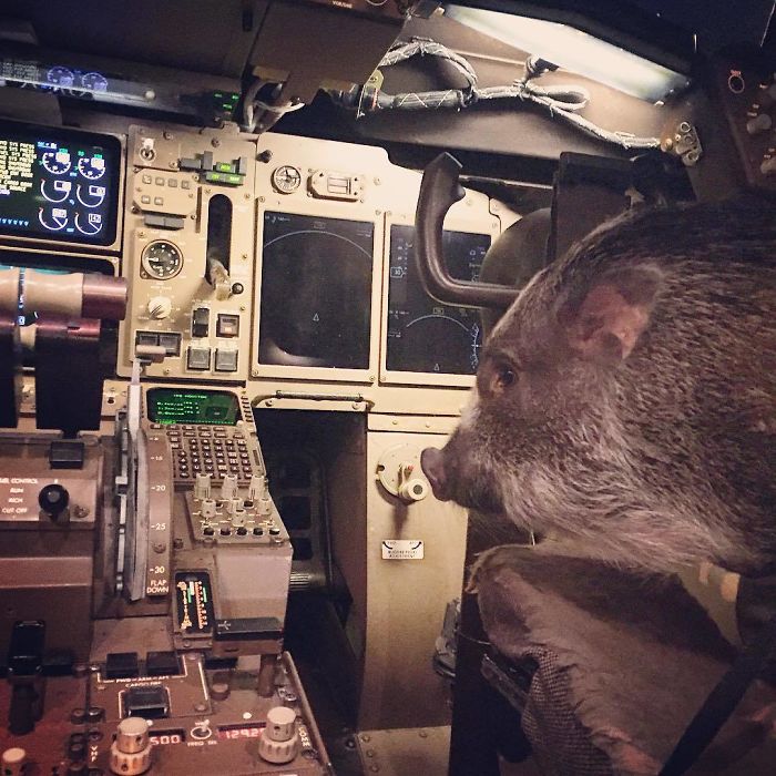 Piggy Pilot. Hoggin' The Cockpit