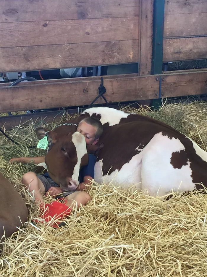 A Boy And His Cow Napping At The Goshen Fair