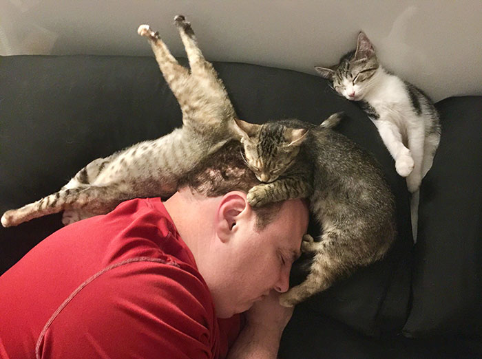 I Was Reading In Bed Last Night When I Realized My Husband And Our Foster Kittens Were All Fast Asleep Like This