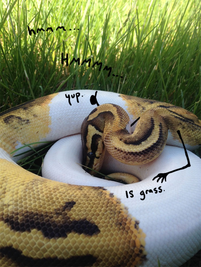 People Are Doodling On Snake Pics And The New Scenarios Are Hilarious (30  Pics) | Bored Panda