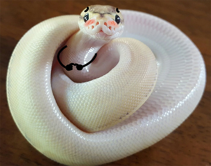 Shy Snake
