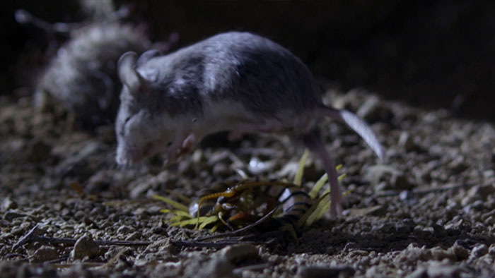 Este es el ratón más hardcore que hayas visto: caza escorpiones y aúlla a la luna