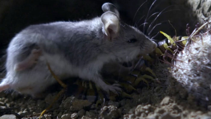 Meet The Most Hardcore Mice You’ve Ever Seen That Hunt Scorpions And Howl At The Moon