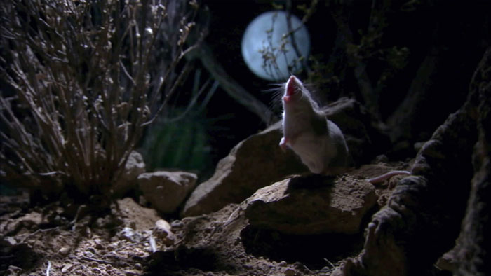 Meet The Most Hardcore Mice You’ve Ever Seen That Hunt Scorpions And Howl At The Moon