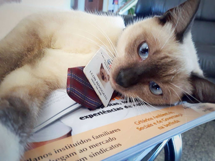 Some People Started Filing Complaints About A Stray Kitty Roaming This Law Firm So They Hired Him