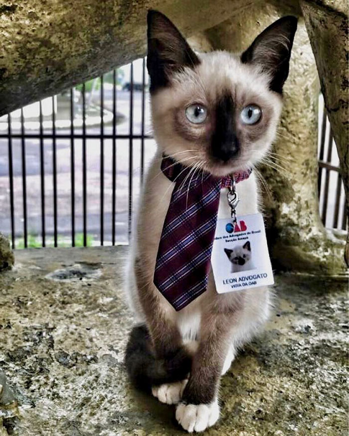 Some People Started Filing Complaints About A Stray Kitty Roaming This Law Firm So They Hired Him
