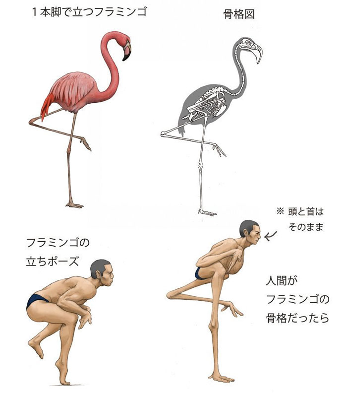 Satoshi-Kawasaki-flamingo