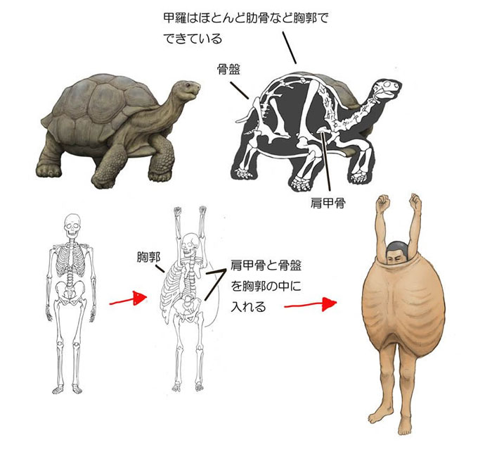 Humans-Animals-Anatomy-Satoshi-Kawasaki
