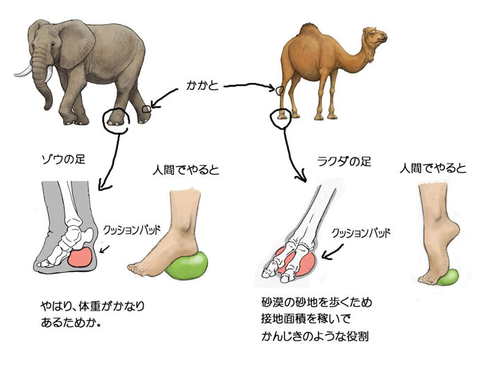 Humans-Animals-Anatomy-Satoshi-Kawasaki