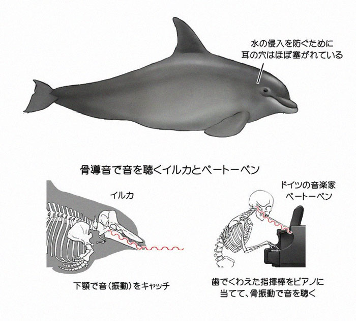 Satoshi-Kawasaki-delfin