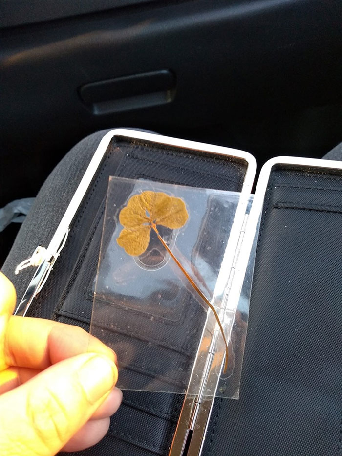 Went To A Thrift Store And Bought Me A $2 Wallet. Searching It In The Car This Fell Out, Someone's Preserved 4 Leaf Clover! 