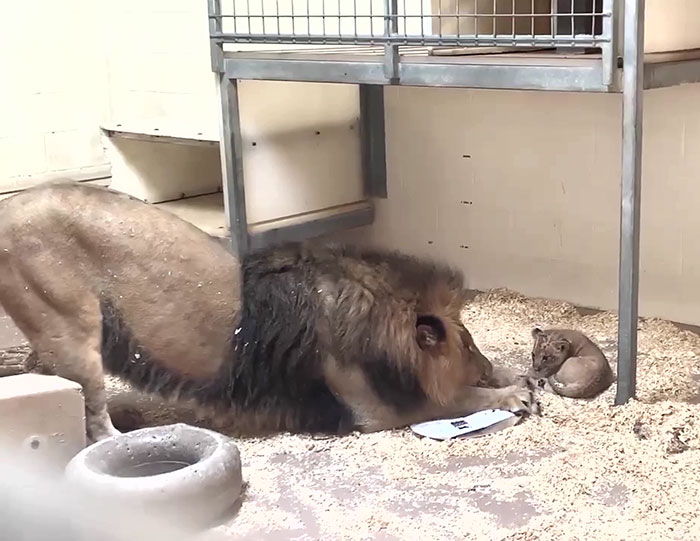 Dad Lion Crouches Down To Meet His Baby Cub For The First Time In This Adorable Video