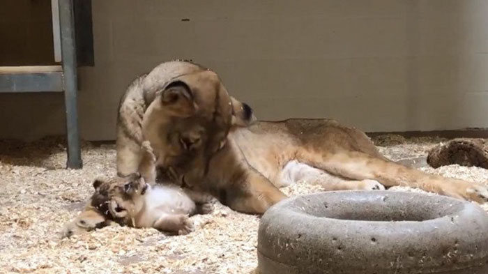 Este papá león se agacha para ver por 1ª vez a su cachorro en este adorable vídeo