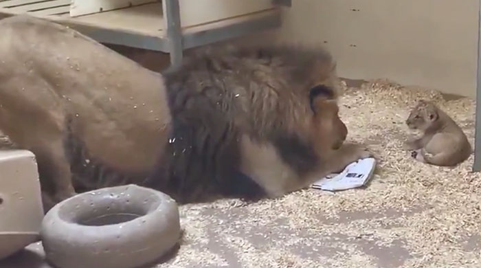 Dad Lion Crouches Down To Meet His Baby Cub For The First Time In This Adorable Video