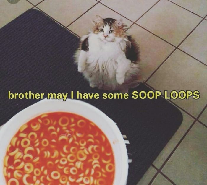 Good News, Everyone - Loops The Cat Is Alive And Well