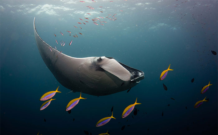 I Spent 2 Hours Scuba Diving In Thailand, Here Are My 21 Best Photos Of Manta Rays