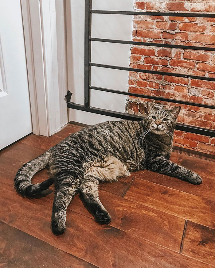 After People Went Crazy Over This 26lb Chonky Cat, He Finally Gets Adopted