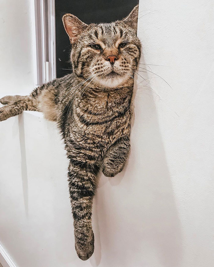 After People Went Crazy Over This 26lb Chonky Cat, He Finally Gets Adopted