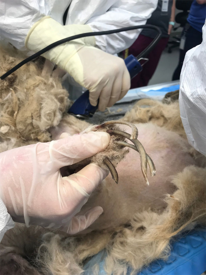 Dog That Couldn't Even Move Due To Extremely Matted Fur Gets A Life-Saving Makeover