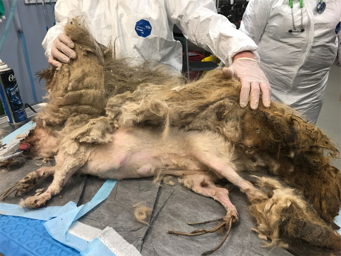 Este perro no podía ni moverse a causa de su pelaje extremadamente enredado, pero consiguieron salvar su vida