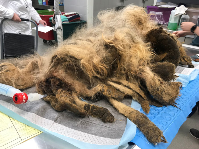 Este perro no podía ni moverse a causa de su pelaje extremadamente enredado, pero consiguieron salvar su vida