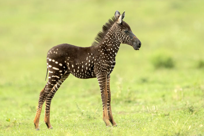This Baby Zebra Was Born With Spots Instead Of Stripes