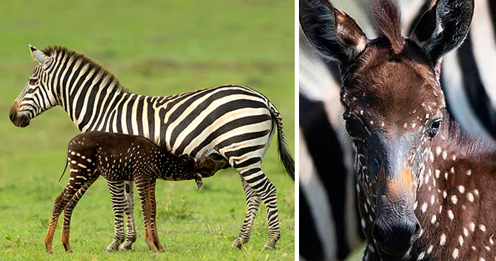 This Baby Zebra Was Born With Spots Instead Of Stripes