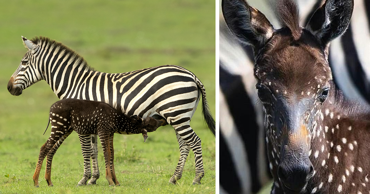 This Baby Zebra Was Born With Spots Instead Of Stripes | Bored Panda