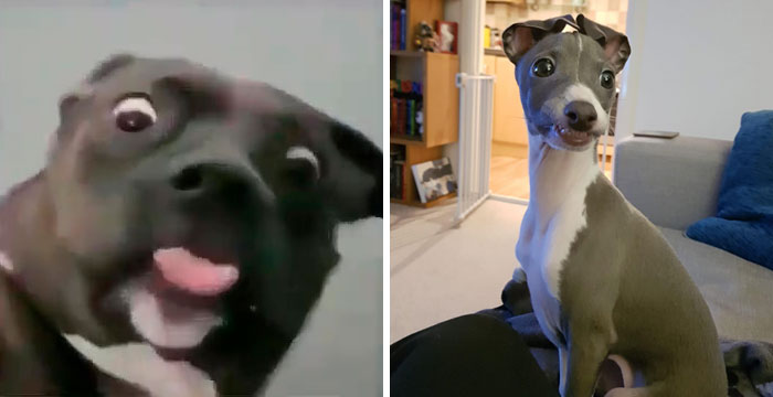 Someone Asked Twitter Users To Share Their Last Dog Pictures And The Responses Are Absolutely Pawsome