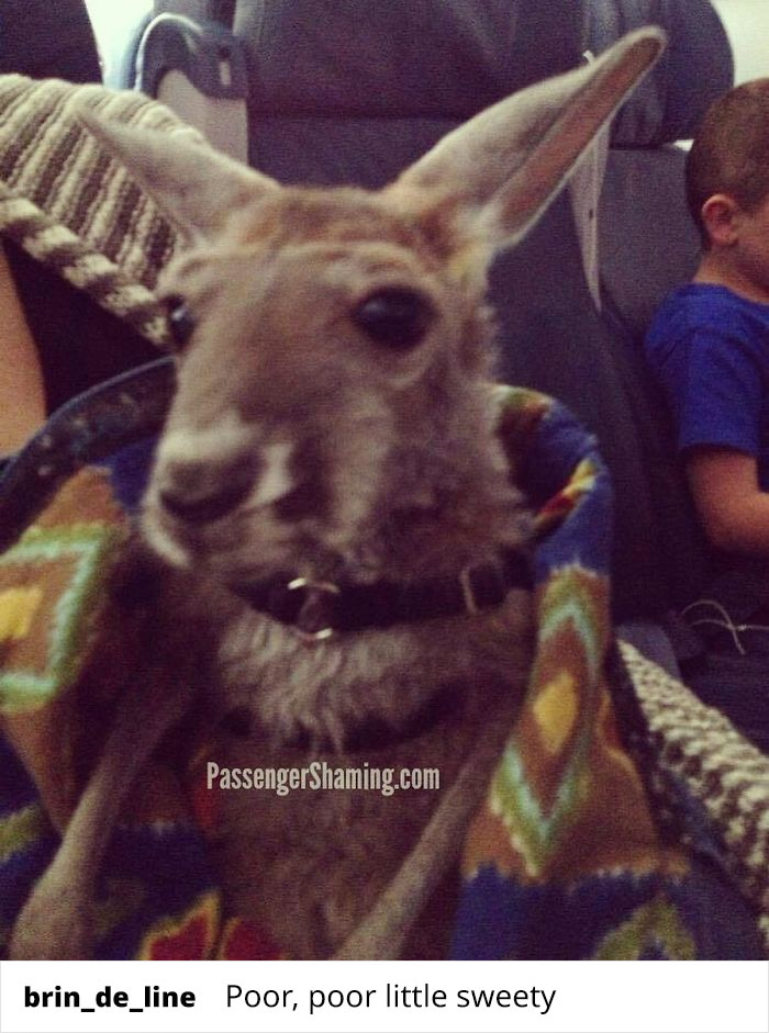 Just Your Everyday Emotional Support Kangaroo...