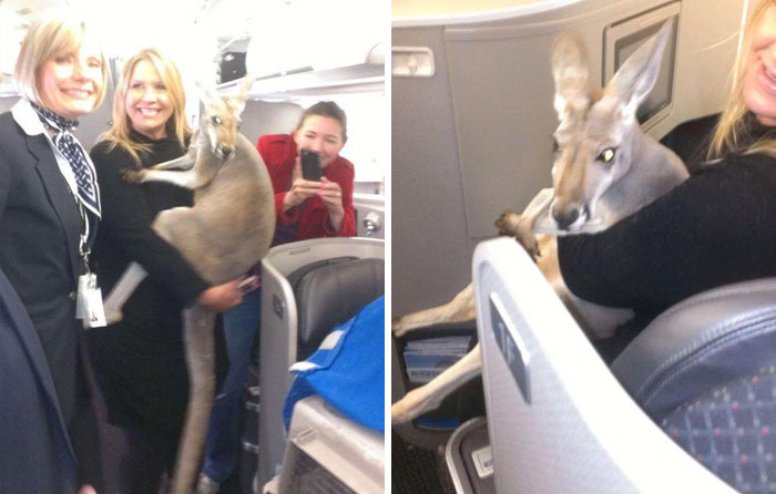 When My Mom Has A Kangaroo On Her Flight As An "Emotional Support Animal"