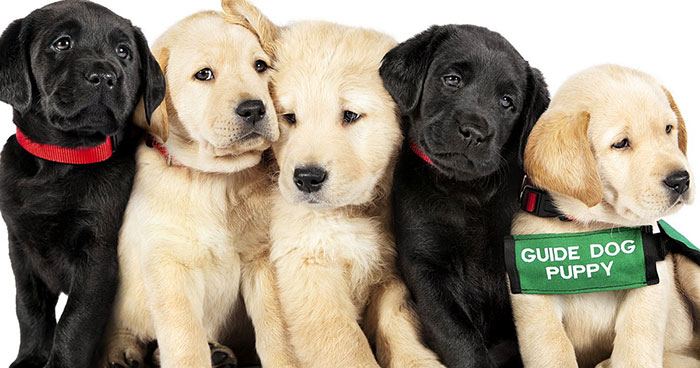 This Adorable Netflix Dogumentary Follows 5 Labrador Puppies’ Training To Become Pawsome Guide Dogs