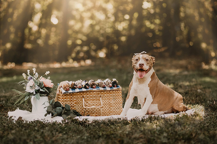 Esta pitbull tuvo su propia sesión de fotos de maternidad y sale radiante