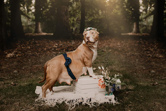 This Pit Bull Gets Her Own Maternity Photoshoot And She Looks Absolutely Glowing