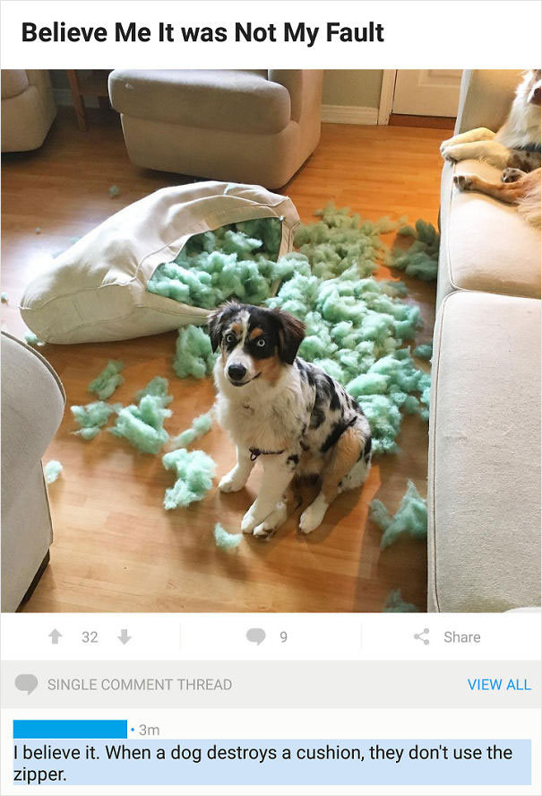 I Have Severe Trust Issues With Any "Pet Shaming" Picture These Days