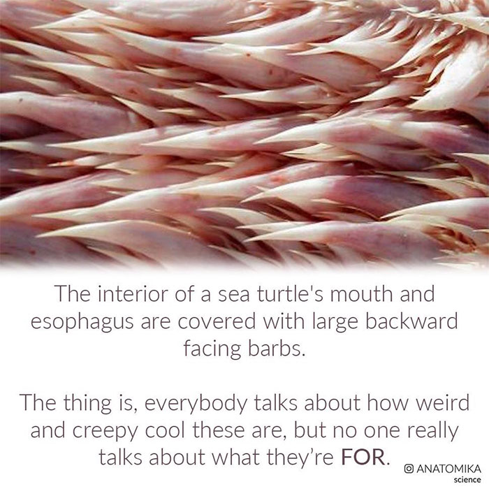 Sea Turtles Have Terrifying Mouths And This Person Explains The Science Behind It