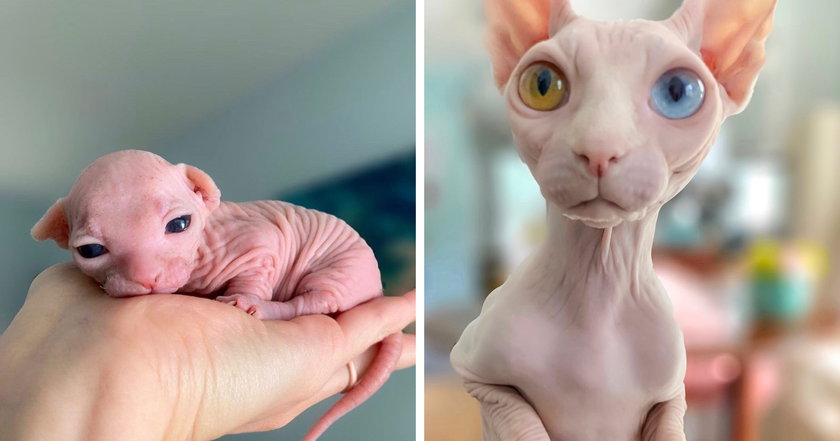 My Daughter Researched That A Sphynx Is The Best Cat For Our Family And Although I Was Hesitant At First She Was Right Bored Panda