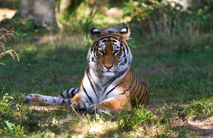 Turns Out, Tigers Have Spots That Look Like Eyes On Their Ears To Confuse Prey