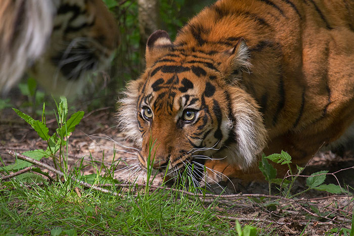 Turns Out, Tigers Have Spots That Look Like Eyes On Their Ears To Confuse Prey