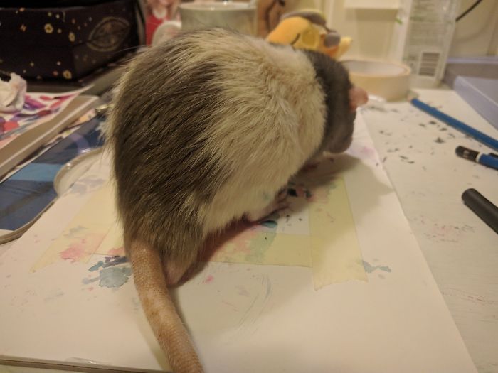If You Haven't Smiled Today, Meet Darius, The Rat Who Was Taught To Paint