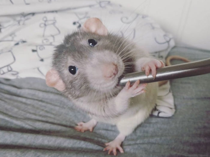 If You Haven't Smiled Today, Meet Darius, The Rat Who Was Taught To Paint