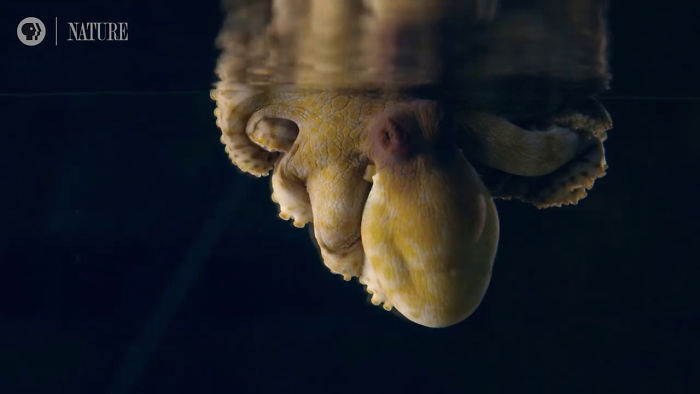 Someone Films This Octopus Changing Colors While Dreaming And It's Spectacular