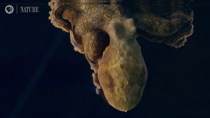 Someone Films This Octopus Changing Colors While Dreaming And It's Spectacular