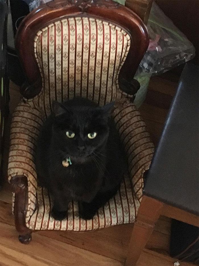 A Willie le encanta su nueva silla